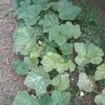 Cucurbita moschata 形態