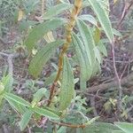 Cistus x purpureus Leaf