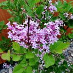 Syringa pubescens Blomma