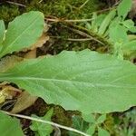 Arabis turrita Leaf