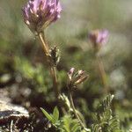 Astragalus leontinus 其他