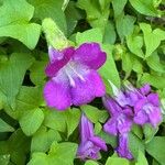 Maurandya barclayana Flor