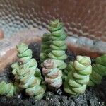 Crassula rupestris पत्ता