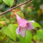 Abelia schumannii Цвят