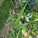 Gladiolus communis Blad