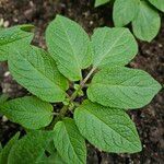 Solanum tuberosum Leaf
