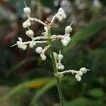Pollia japonica Cvet