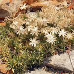 Stenotus acaulis Hábito