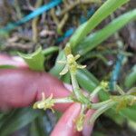 Kylicanthe rohrii Flower