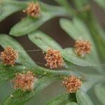 Asplenium hypomelas Blad