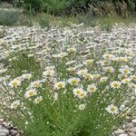 Leucanthemum pallens Habitat