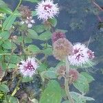Mentha aquatica Flor