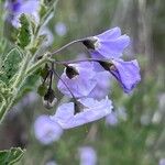 Solanum umbelliferum Flor