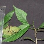 Acalypha diversifolia 其他