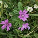 Malva sylvestrisLorea