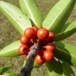 Ficus mutabilis Frucht