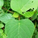Macaranga indica Hoja