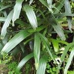 Licuala spinosa Leaf