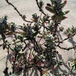 Veronica peregrina Hoja