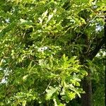 Quercus × rosacea Hoja