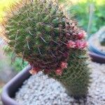 Mammillaria backebergiana Лист