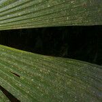 Cryosophila guagara Leaf