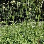 Cephalaria alpina عادت داشتن