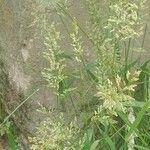 Polypogon viridis 花