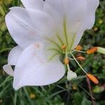 Lilium longiflorumBloem