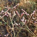 Limonium narbonense Hàbitat