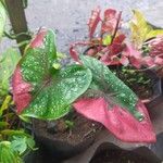 Caladium bicolor Leaf