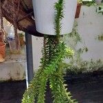 Huperzia phlegmaria Hoja