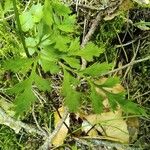 Asplenium cuneifolium Hoja