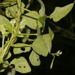 Desmodium cajanifolium Buveinė