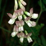 Vicia sylvatica Fleur