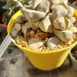Lapidaria margaretae Hoja