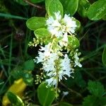 Veronica bollonsii