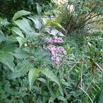 Syringa josikaea Flower