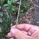 Sporobolus natalensis Flower