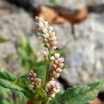 Persicaria maculosa Blüte