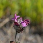 Pedicularis cenisia Flower