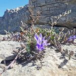 Campanula celsii Hábito