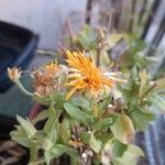 Calendula arvensisBlomst