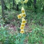 Digitalis grandifloraFlower