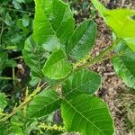 Allophylus rubifolius Leaf