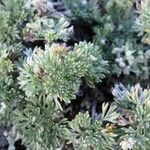 Artemisia frigida Květ