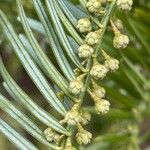 Cephalotaxus fortunei Flower