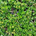 Salix herbacea Leaf