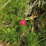 Ipomoea coccinea 花