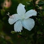 Hibiscus arnottianus Flower